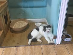 -70cat德文卷毛猫·缅因猫纯种猫舍