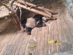 -深圳野生动物园