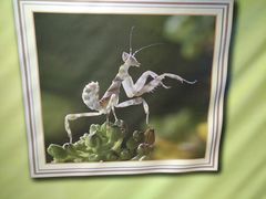 -上海昆虫博物馆