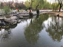 -莲花池公园
