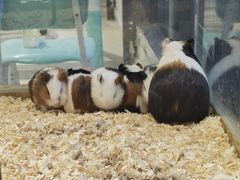 -怪兽屋·羊驼·猫咖·狗咖(俊华广场店)