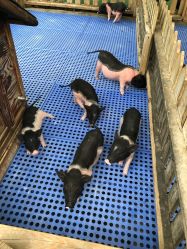 -萌宠亲子动物乐园(槐房万达店)