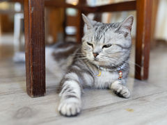 -海边的猫和咖啡馆
