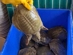 -大圣甲(汉口店)