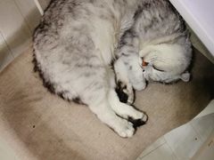 -喵的天空名猫咖啡馆·撸猫·猫舍·用品