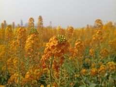 -中国天府农业博览园