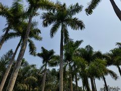 -中国科学院西双版纳热带植物园