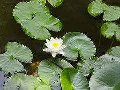 -花少爷的粥(中贸广场店)