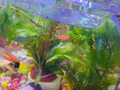 -双季花艺园艺市场(浦东店)