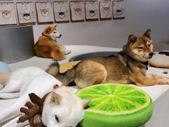 -柴务处·柴犬主题狗咖