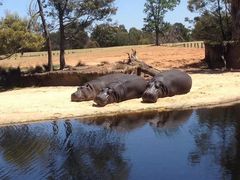 -威勒比开放式动物园