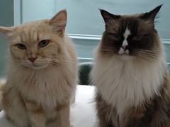 -安格丽娜·狗咖·猫咖羊驼咖(春熙路百盛商场店)