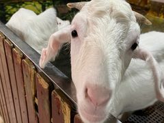 -上海大自然野生昆虫馆(东方明珠·爬宠昆虫探索中心)
