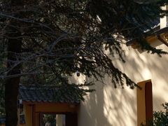 -天目山大树王景区