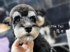 -小尾巴宠物店(万科·金域华庭店)