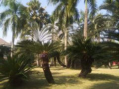 -金花茶公园