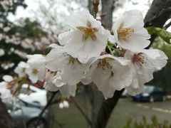 -武汉大学-樱园