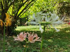 -杭州植物园