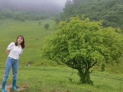 -关山草原