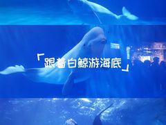 -多彩贵州城极地海洋世界