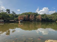 -深圳仙湖植物园
