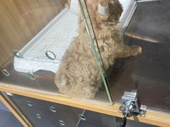 -FAELING PETS美天灵宠物(富力广场店)
