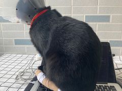 -萌兽医馆·犬猫专科·眼科中心·宠物医院(朝阳门分院)