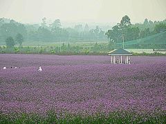 香薰山谷-紫颐香薰山谷景区