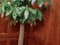 -梦都海鲜酒家(万达广场江桥店)