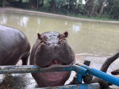 -广州长隆飞鸟乐园