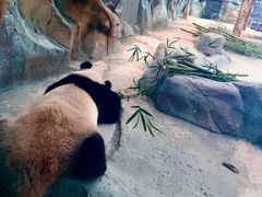 -武汉动物园
