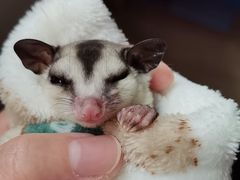 -爱侣宠医·鹦鹉专科·小型哺乳类·异宠专科(灵石路店)