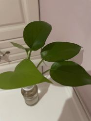 -SILKTONE诗丽堂美容