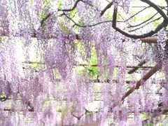 -嘉定紫藤园