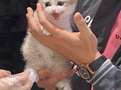 -babydoll猫舍·米努特·德文·缅因(久光中心店)