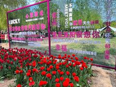 -洛阳郁金香牡丹园