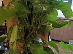 -有红鸡毛店·川菜(建设路店)