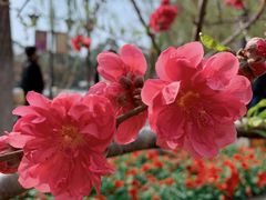 -西湖公园(鼓楼区)