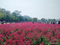 -顺峰山公园