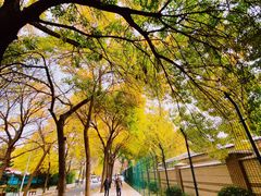 -三里屯东五街银杏大道