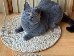 -Catmate·猫肥家润(金润铂宫店)