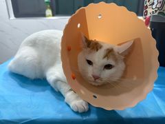 -伟伟宠物医院·CT影像中心·瑞派犬猫综合性门诊(汉口总院)