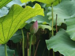-陈家山荷花公园