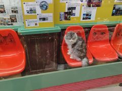 -猫咪博物馆(顶澳仔猫街店)