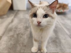 -楼上猫咖(罗湖店)