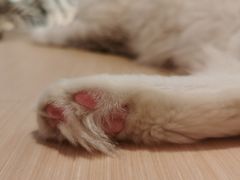-瞄一喵猫咖(格力海岸店)