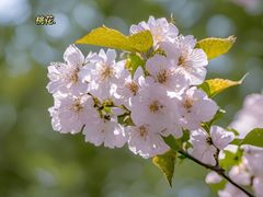 -昆山城市生态森林公园