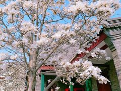 -天津大悲禅院