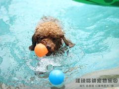 -汪说喵讲宠物乐园宠物酒店(红星美凯龙店)