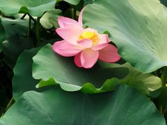 -莲湖公园